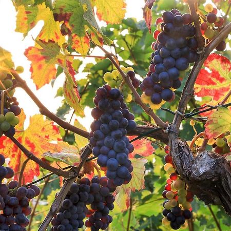 Riesling - Helle Und Grosszuegige Wohnung Mit Guter Anbindung Mainz Ngoại thất bức ảnh